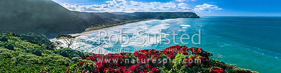 North Piha Beach, and Kohunui Bay, seen from Te Waha Point. Lion Rock and Kaiwhare Point distant. Waitakere Ranges, West Auckland, with flowering Pohutukawa trees. Special panorama elongated version of ID: 59200, Piha Beach, Waitakere City District, Auckland Region, New Zealand (NZ)