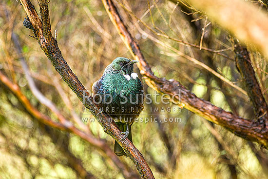 Native Tui Bird (Prosthemadera novaeseelandiae) perching in manuka tree, New Zealand (NZ)