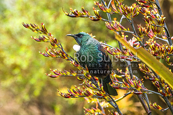 Native Tui Bird (Prosthemadera novaeseelandiae) perching on Flax flower stem (Phormium colensoi, syn Phormium cookianum), New Zealand (NZ)