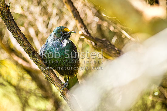 Native Tui Bird (Prosthemadera novaeseelandiae) perching in manuka tree, New Zealand (NZ)