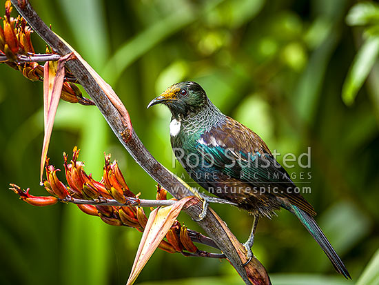 Native Tui Bird (Prosthemadera novaeseelandiae) perching on Flax flower stem (Phormium colensoi, syn Phormium cookianum), New Zealand (NZ)