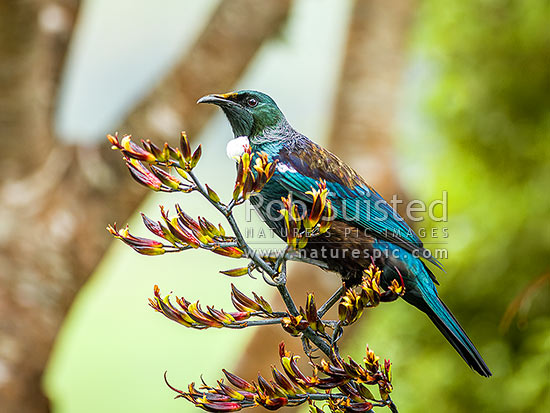 Native Tui Bird (Prosthemadera novaeseelandiae) perching on Flax flower stem (Phormium colensoi, syn Phormium cookianum), New Zealand (NZ)