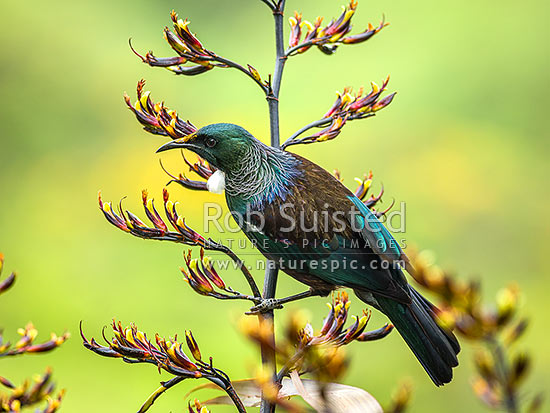 Native Tui Bird (Prosthemadera novaeseelandiae) perching on Flax flower stem (Phormium colensoi, syn Phormium cookianum), New Zealand (NZ)