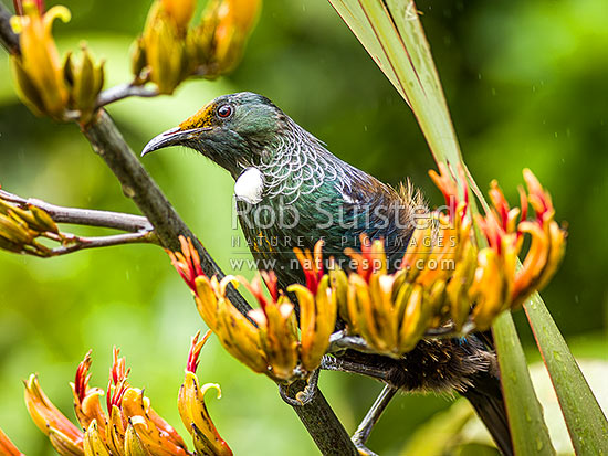 Native Tui Bird (Prosthemadera novaeseelandiae) perching on Flax flower stem (Phormium colensoi, syn Phormium cookianum), New Zealand (NZ)