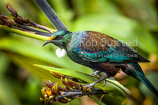 Native Tui Bird (Prosthemadera novaeseelandiae) perching on Flax flower stem (Phormium colensoi, syn Phormium cookianum), New Zealand (NZ)