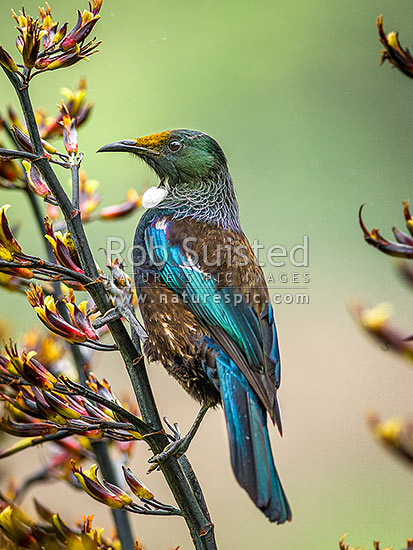 Native Tui Bird (Prosthemadera novaeseelandiae) perching on Flax flower stem (Phormium colensoi, syn Phormium cookianum), New Zealand (NZ)