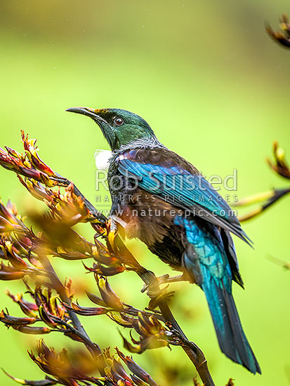 Native Tui Bird (Prosthemadera novaeseelandiae) perching on Flax flower stem (Phormium colensoi, syn Phormium cookianum), New Zealand (NZ)