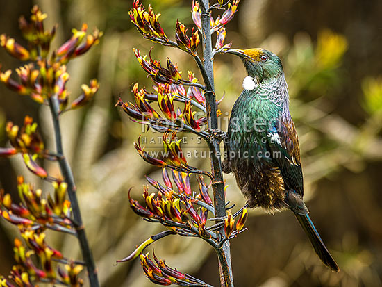 Native Tui Bird (Prosthemadera novaeseelandiae) perching on Flax flower stem (Phormium colensoi, syn Phormium cookianum), New Zealand (NZ)