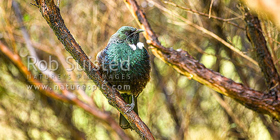 Native Tui Bird (Prosthemadera novaeseelandiae) perching in manuka tree, New Zealand (NZ)