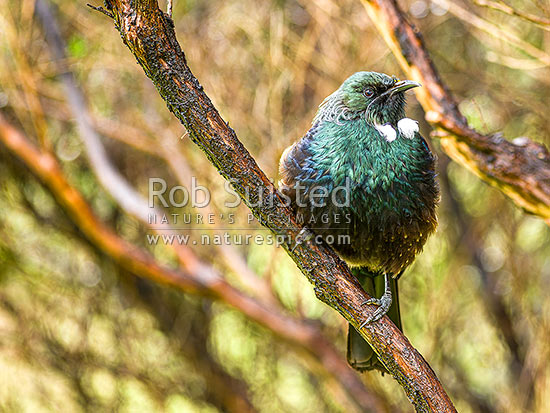 Native Tui Bird (Prosthemadera novaeseelandiae) perching in manuka tree, New Zealand (NZ)