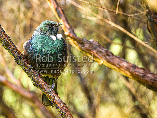 Native Tui Bird (Prosthemadera novaeseelandiae) perching in manuka tree, New Zealand (NZ)