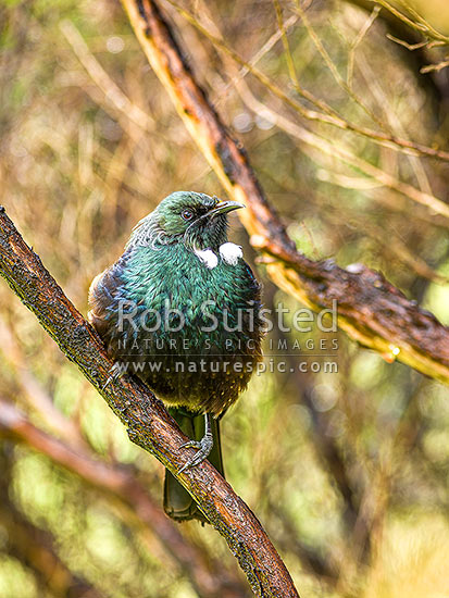 Native Tui Bird (Prosthemadera novaeseelandiae) perching in manuka tree, New Zealand (NZ)