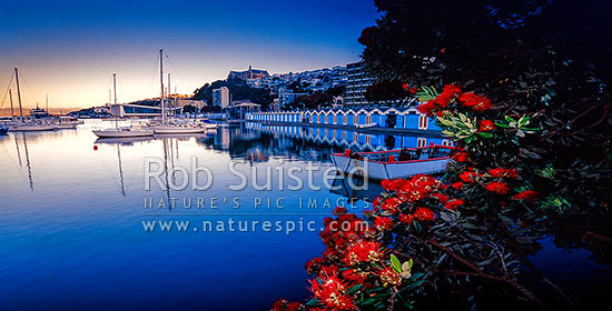 Oriental Bay and Port Nicholson boat sheds and marina with St Gerard's Monastery above. Pohutukawa flowering. Similar to 21642, Wellington, Wellington City District, Wellington Region, New Zealand (NZ)