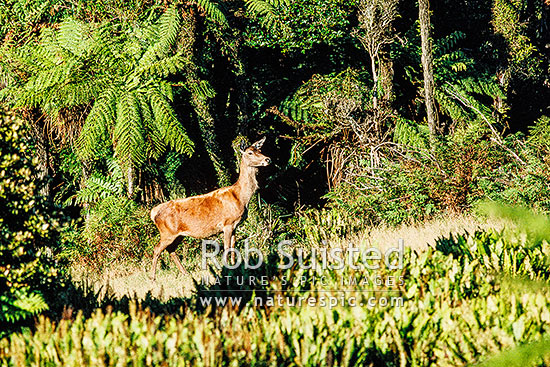 Wild Red deer hind, New Zealand (NZ)