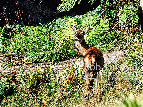 Wild Red deer hind, New Zealand (NZ)