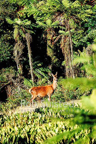 Wild Red deer hind, New Zealand (NZ)