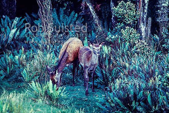 Wild red deer and her fawn on bush edge, New Zealand (NZ)