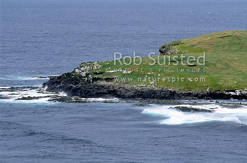 Sward covered headland on Enderby Island, Enderby Island, Auckland Islands, NZ Sub Antarctic District, NZ Sub Antarctic Region, New Zealand (NZ)