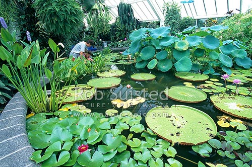 The Tropical area in the Begonia House; Botanical Gardens, Wellington, Wellington City District, Wellington Region, New Zealand (NZ)