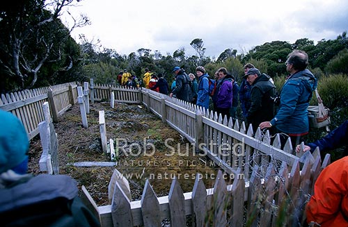 Sub Antarctic tourists visiting the historic cemetery of Hardwicke, Port Ross, Auckland Islands, NZ Sub Antarctic District, NZ Sub Antarctic Region, New Zealand (NZ)