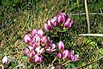 Native Gentiana concilla flowers