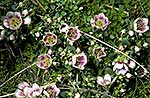 Native Gentiana concinna in bloom