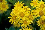 Groundsel