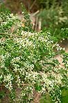 Tree lucerne in flower