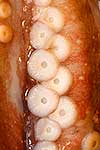 Closeup of Octopus suction cups