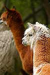 Furry Alpaca eating grass