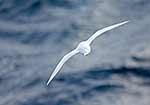 Soaring Snow Petrel