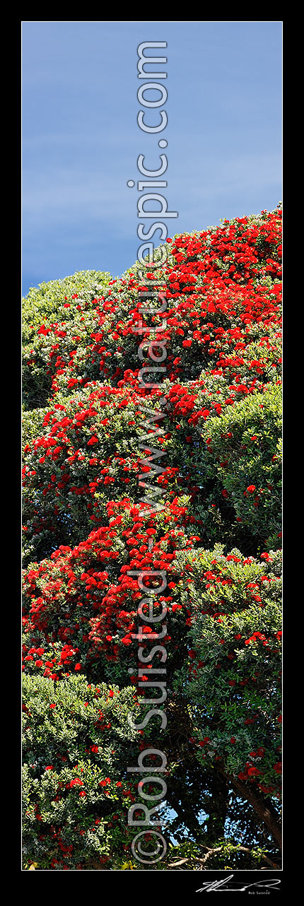 Image of Pohutukawa tree flowers (Metrosideros excelsa). Flowering at Christmas time. Known as New Zealand Xmas tree. Very large mural file. Vertical panorama, New Zealand (NZ) stock photo image