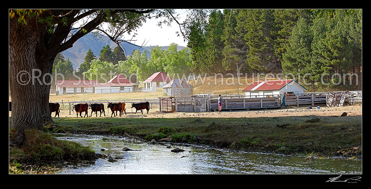 Image of Tarndale yards being used to TB test young cattle. Historic Tarndale buildings and homestead behind. Panorama, Molesworth Station, Marlborough District, Marlborough Region, New Zealand (NZ) stock photo image