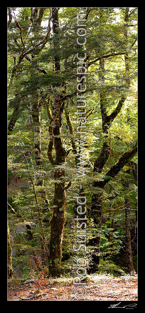 Image of Red Beech forest interior, trees, trunks and leaves (Fuscospora fusca, Syn Nothofagus fusca). Vertical panorama, Maruia, Buller District, West Coast Region, New Zealand (NZ) stock photo image