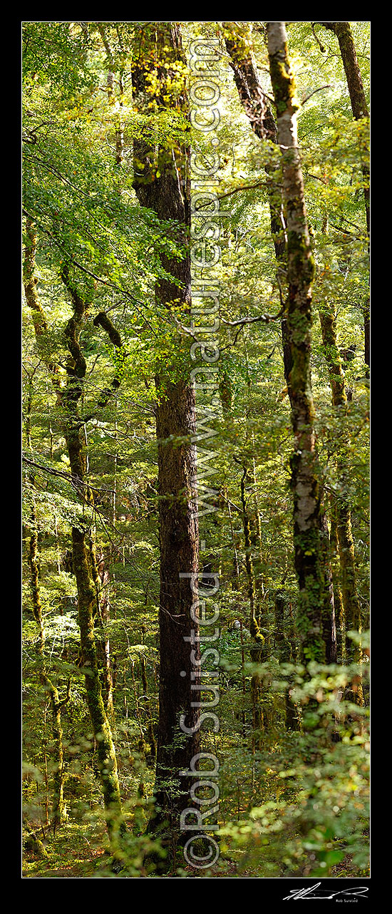 Image of Red Beech trunks in forest interior with trees, trunks and leaves (Fuscospora fusca, Syn Nothofagus fusca). Vertical panorama, Maruia, Buller District, West Coast Region, New Zealand (NZ) stock photo image