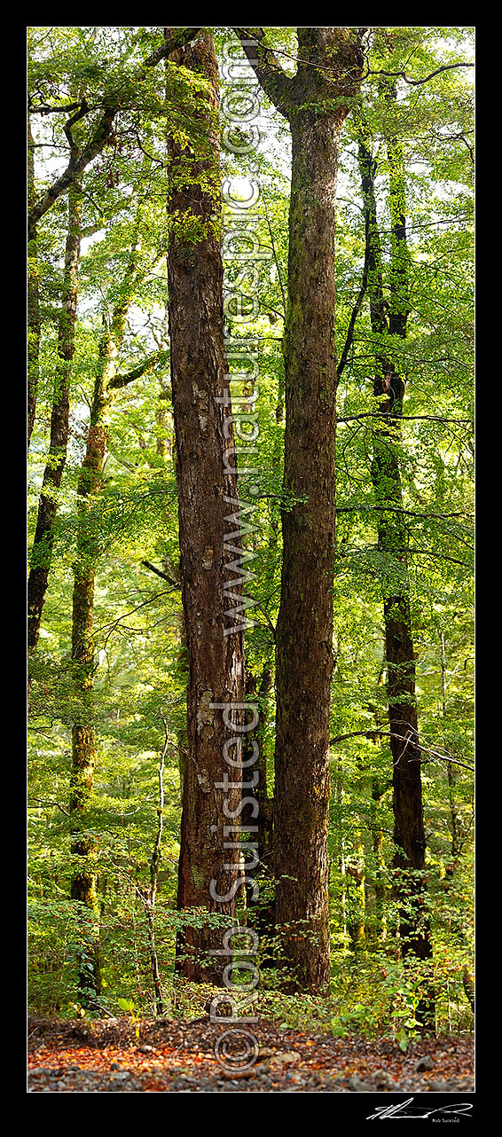 Image of Twin Red Beech trunks in forest interior with trees, trunks and leaves (Fuscospora fusca, Syn Nothofagus fusca). Vertical panorama, Maruia, Buller District, West Coast Region, New Zealand (NZ) stock photo image