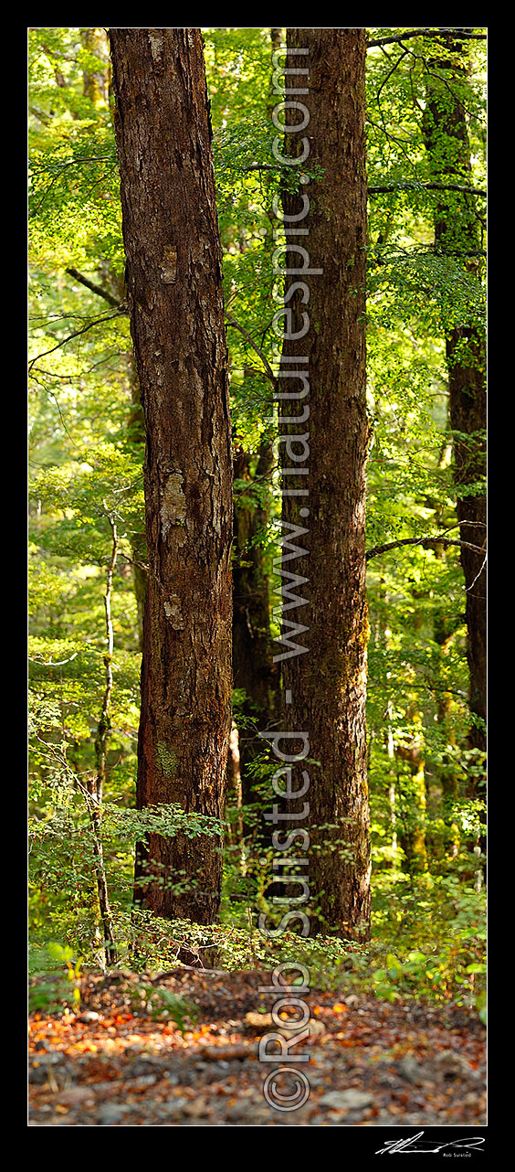 Image of Twin Red Beech trunks in forest interior with trees, trunks and leaves (Fuscospora fusca, Syn Nothofagus fusca). Vertical panorama, Maruia, Buller District, West Coast Region, New Zealand (NZ) stock photo image