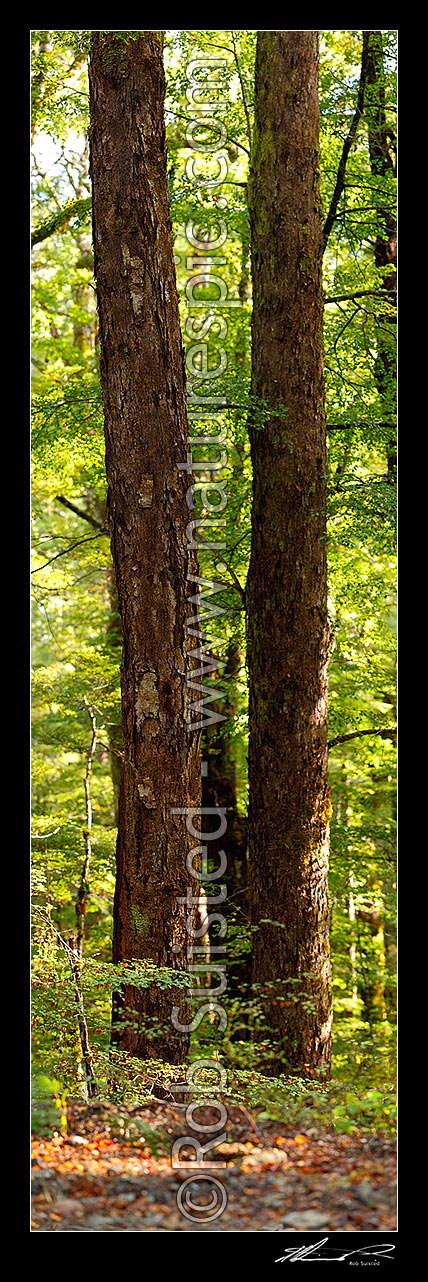 Image of Twin Red Beech trunks in forest interior with trees, trunks and leaves (Fuscospora fusca, Syn Nothofagus fusca). Vertical panorama, Maruia, Buller District, West Coast Region, New Zealand (NZ) stock photo image