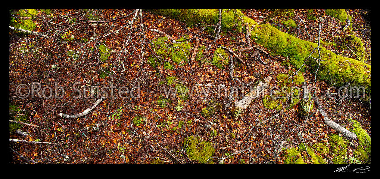 Image of Forest floor litter and detritus in a Red Beech Forest (Fuscospora fusca, Syn Nothofagus fusca), with leaf fall and moss. Panorama, Maruia, Buller District, West Coast Region, New Zealand (NZ) stock photo image