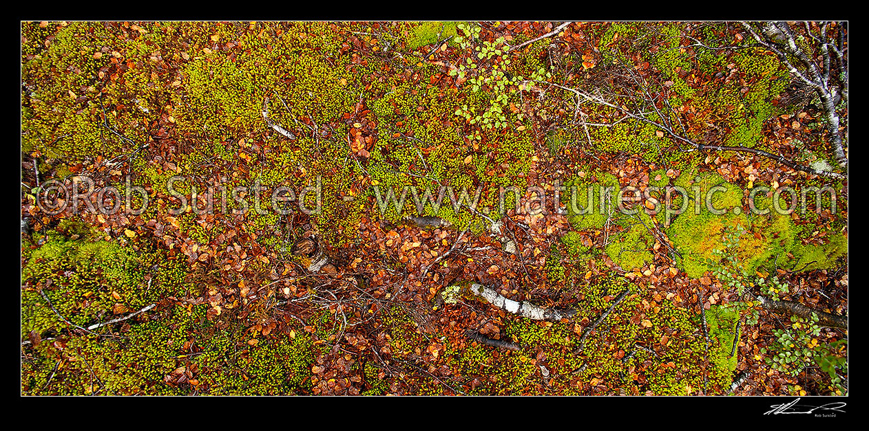 Forest floor litter and detritus in a Red Beech Forest (Fuscospora ...