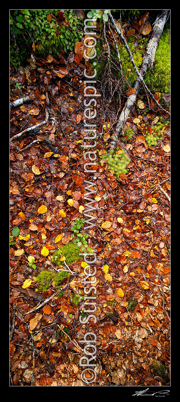 Forest floor litter and detritus in a Red Beech Forest (Fuscospora ...