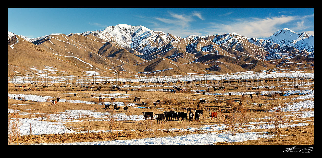 Image of Cattle amongst winter snows on Molesworth Station, Awatere headwaters. Panorama, Molesworth Station, Marlborough District, Marlborough Region, New Zealand (NZ) stock photo image