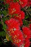 Pohutukawa flowers photo