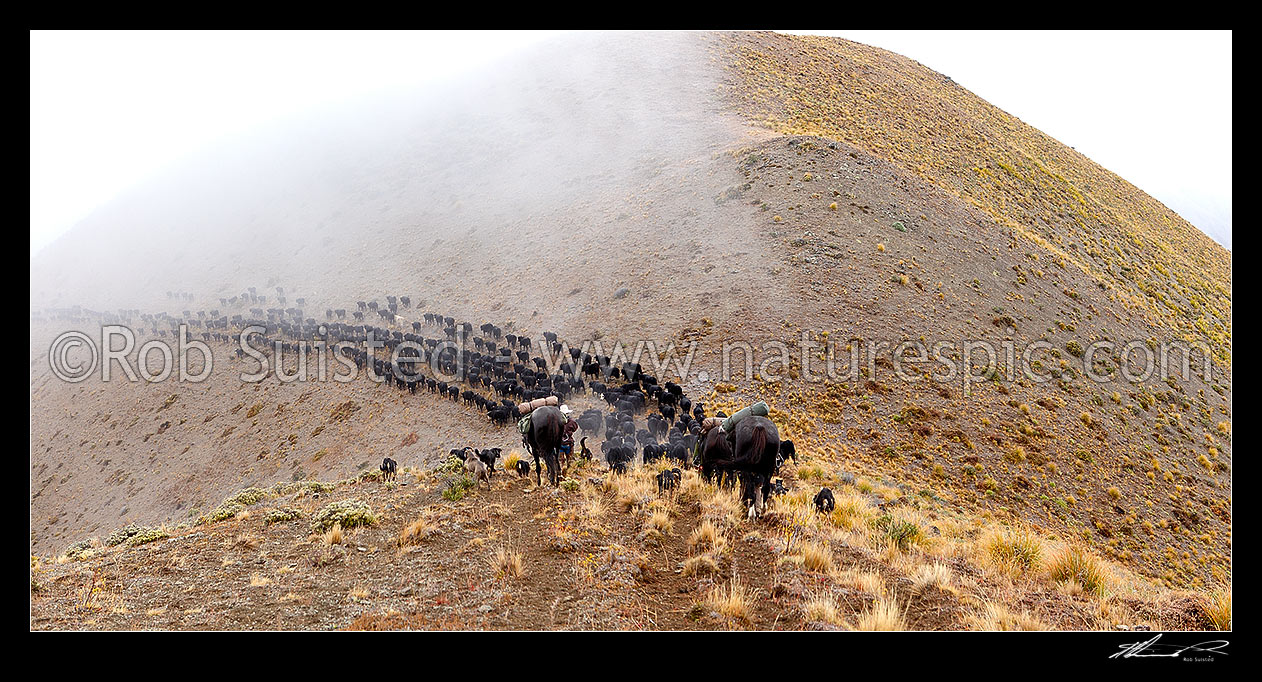 Image of Stockmen, horses and dogs pushing 400 cattle to Lake McRae (left) down Driving Spur on Autumn muster over Robinson Saddle. Panorama, Molesworth Station, Marlborough District, Marlborough Region, New Zealand (NZ) stock photo image