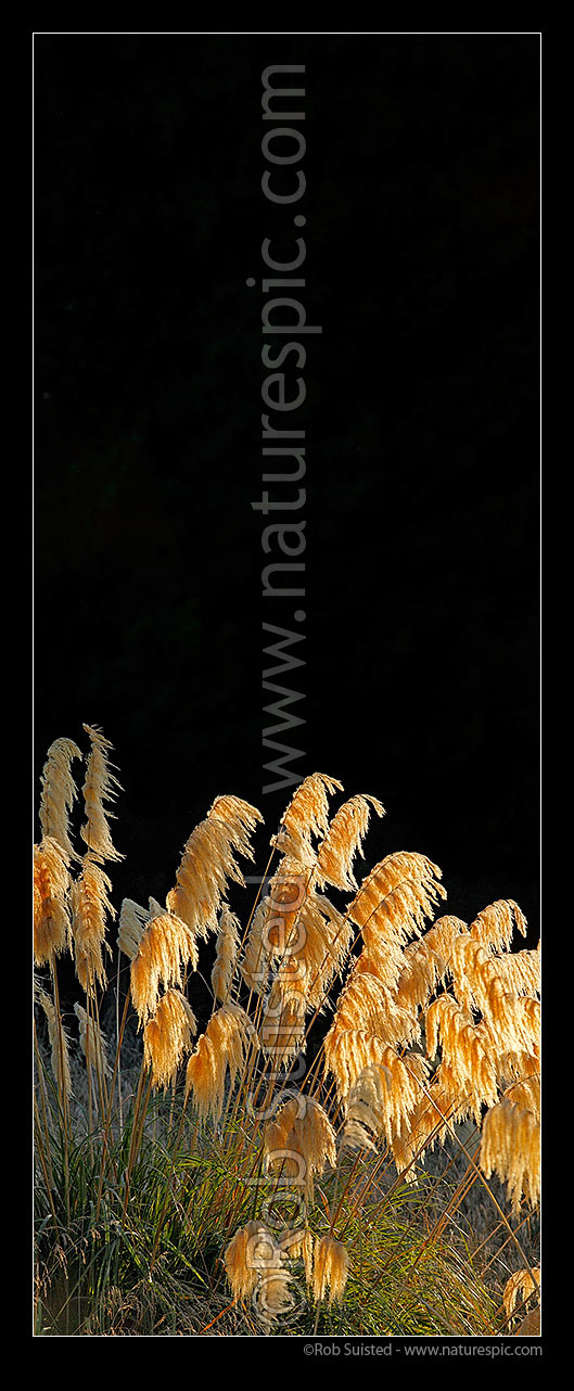 Image of Native Toetoe in flower (commonly misspelt as toitoi), (Austroderia sp.). Central North Island. Vertical panorama, New Zealand (NZ) stock photo image