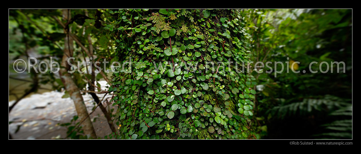 Image of White climbing Rata vine cloaking a tree trunk (Metrosideros perforata). Panorama in native forest, Kaitoke Regional Park, New Zealand (NZ) stock photo image