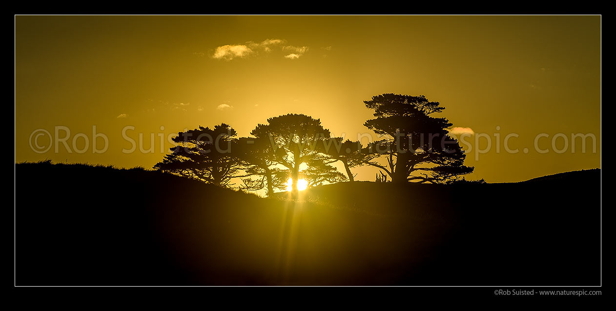 Image of Sun setting through old oregon pine trees silhouetted in rural farmland. Panorama, New Zealand (NZ) stock photo image