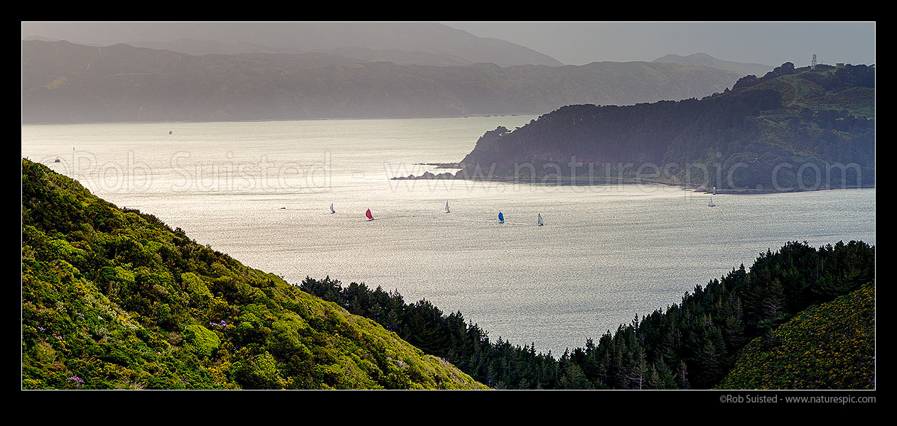 Image of Wellington Harbour with yachts and sailboats out ahead of an approaching southerly weather front. Miramar Peninsula, Point Halswell and Kau Bay at right. Panorama, Wellington, Wellington City District, Wellington Region, New Zealand (NZ) stock photo image