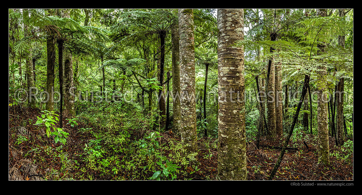 Image of Kauri (Agathis australis) forest interior with many tree ferns (mostly Dicksonia squarrosa, Wheki). Smaller rickers kauri (once used for masts). Panorama, Far North District, Northland Region, New Zealand (NZ) stock photo image