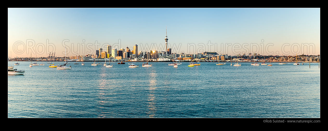 Image of Auckland City at sunrise. Sky Tower, CBD and waterfront, with moored sailboats on the Waitemata harbour. Panorama as golden sunlight highlights buildings, Auckland, Auckland City District, Auckland Region, New Zealand (NZ) stock photo image